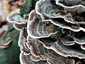 Lepketapló (Trametes versicolor), Budai-hegység